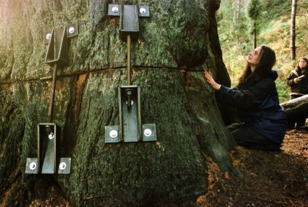 The girl lived for two years on a tree to protect it. - Longpost, Tree, Forest, Protection of Nature