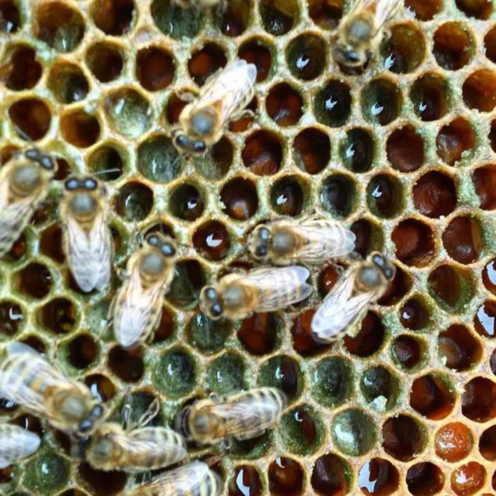 Пчелы, которые делают мед из каннабиса мёд, пчелы, Трипофобия, марихуана, Медицинский каннабис, длиннопост