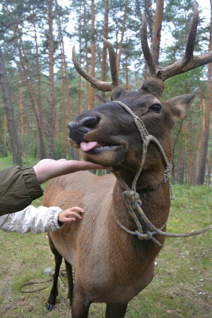 When, even, a deer is more photogenic than me :) - Altai Republic, The photo, Animals, My, My, Altai