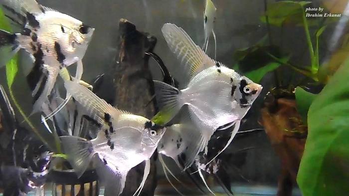 Scalars are very cool! - Angelfish, Aquarium fish