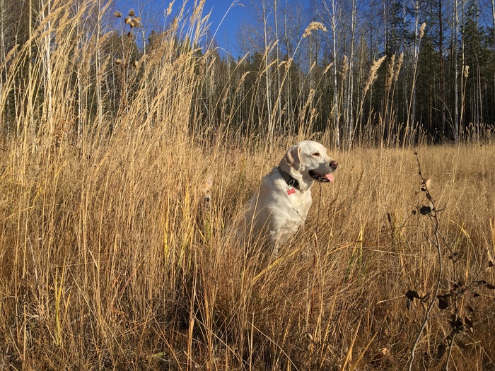 Perfect disguise - My, Dog, Labrador, Welsh corgi pembroke