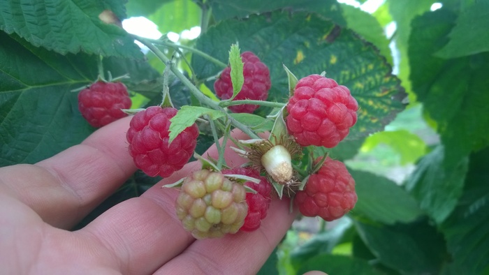 The last raspberry - My, The photo, Raspberries, Yummy, Samara, Longpost