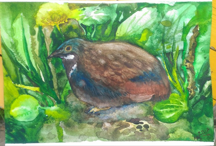 Bird in watercolor. - My, Birds, Watercolor