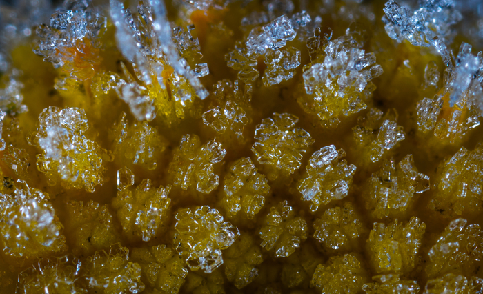 Ice crystals on a tansy flower - My, Tansy, Ice, Flowers, Macro photography, Mp-e 65 mm, Longpost