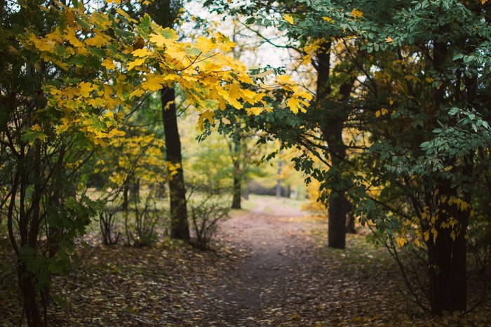 Rostov autumn - My, The photo, Autumn, Rostov-on-Don, I want criticism, Longpost