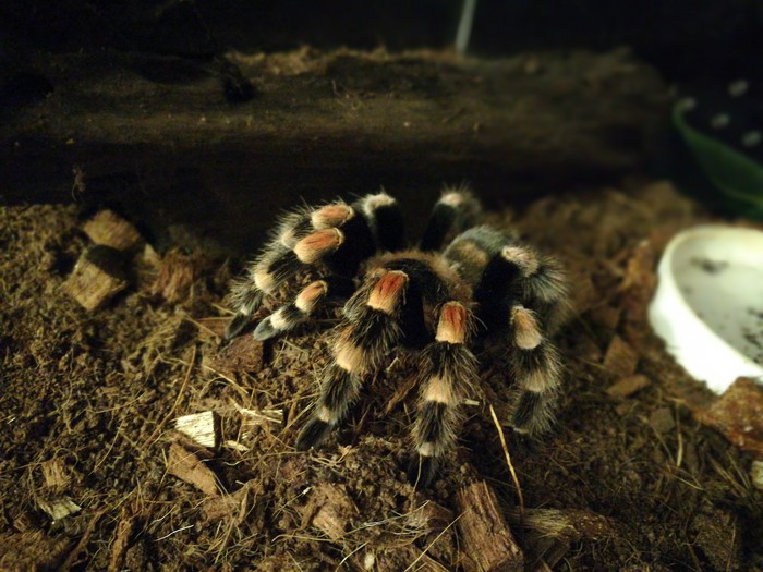 Smithy - My, Brachipelma smithi, The photo, Terrariumistics, Spider