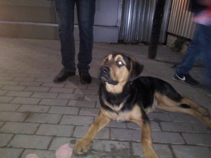Tula. Dog. - Tula, Dog, Found a dog, Longpost, Helping animals, 