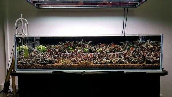 Криптокоринник