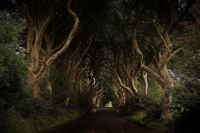 Fairytale alley in Northern Ireland. - The photo, Forest, Northern Ireland, Fairy