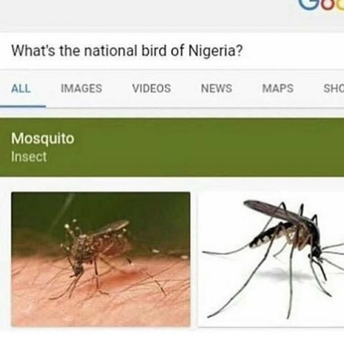 About birds in Nigeria - Insects, Birds, Images, Mosquitoes, Nigeria