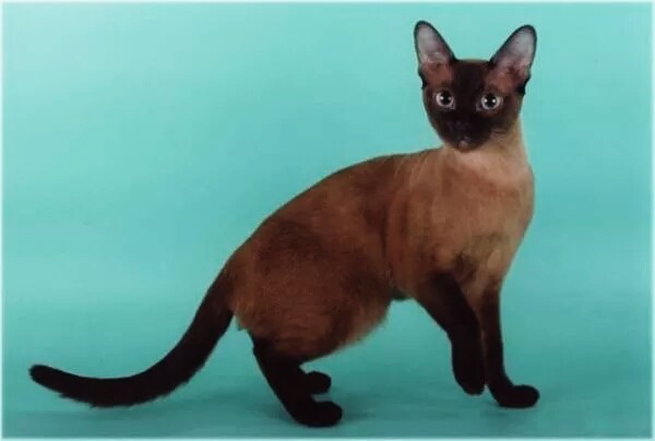 сиамская кошка шоколадного окраса