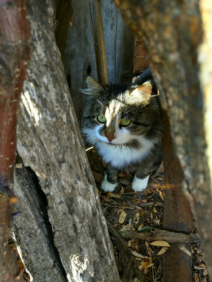 Котярчик ,который выжил - Моё, Длиннопост, Любовь, Старость, Подарки, Бабушка, Кот