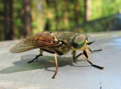 Неправильный мед | Пикабу