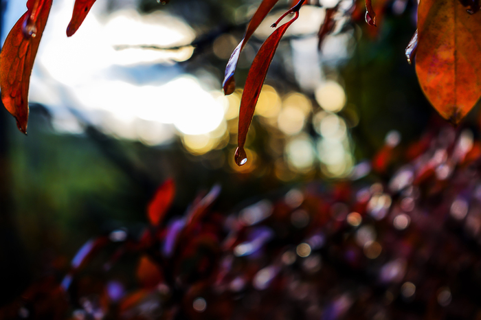 Autumn's last tears... - My, Photographer, League Photos, The photo, Autumn, After the rain