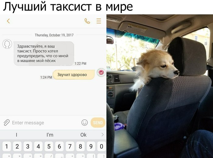 Sounds great!) - Taxi, Dog, , Milota