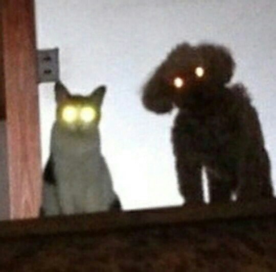 Coming home, remember: your demons are waiting for you - cat, Dog, Pets, Demon, From the network