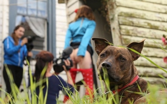 Sadness is sadness... - NSFW, Dog, Booty, Filming, Camera