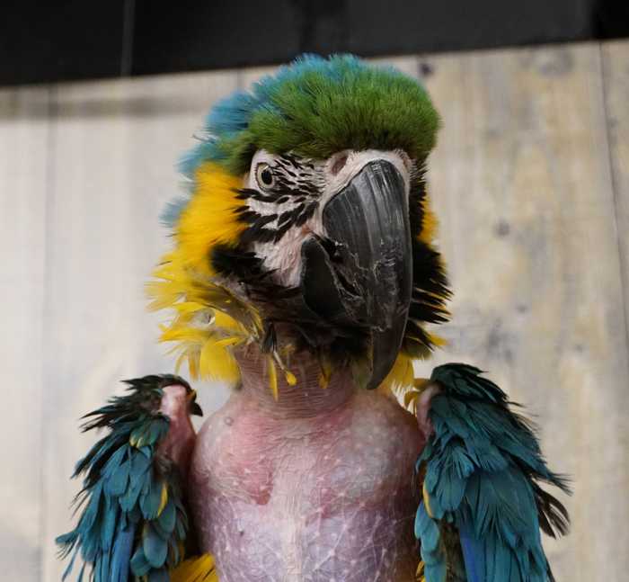 Macaw on stress - Animals, A parrot, Depression, Pet Shop, , Longpost