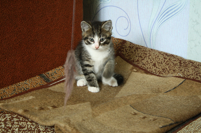 Cat looking for a home (Kaliningrad region) - My, cat, Looking for a home, Looking for a house, In good hands, Kaliningrad