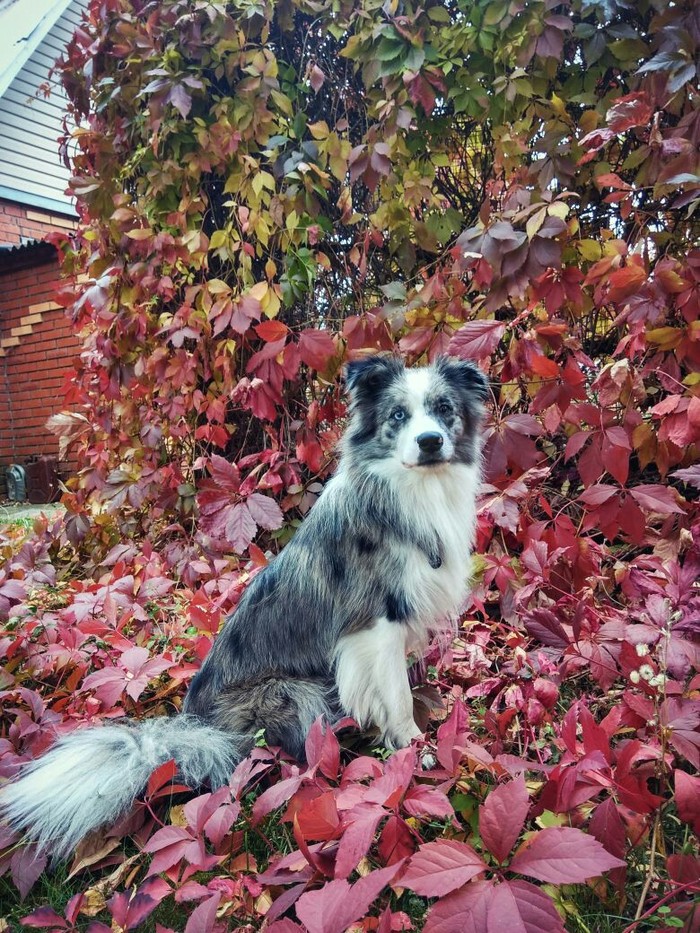 autumn portrait - My, Dog, Border Collie, Autumn, The photo