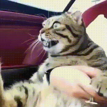 1509000592113678851.gif