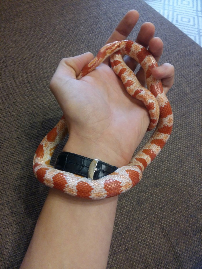 I'll give it to good hands. - My, Maize snake, In good hands, Snake, Longpost