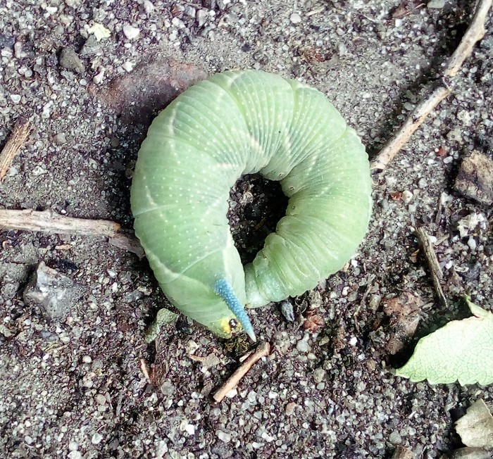 Caterpillar:) - My, , Caterpillar, Caterpillar, Mobile photography, My