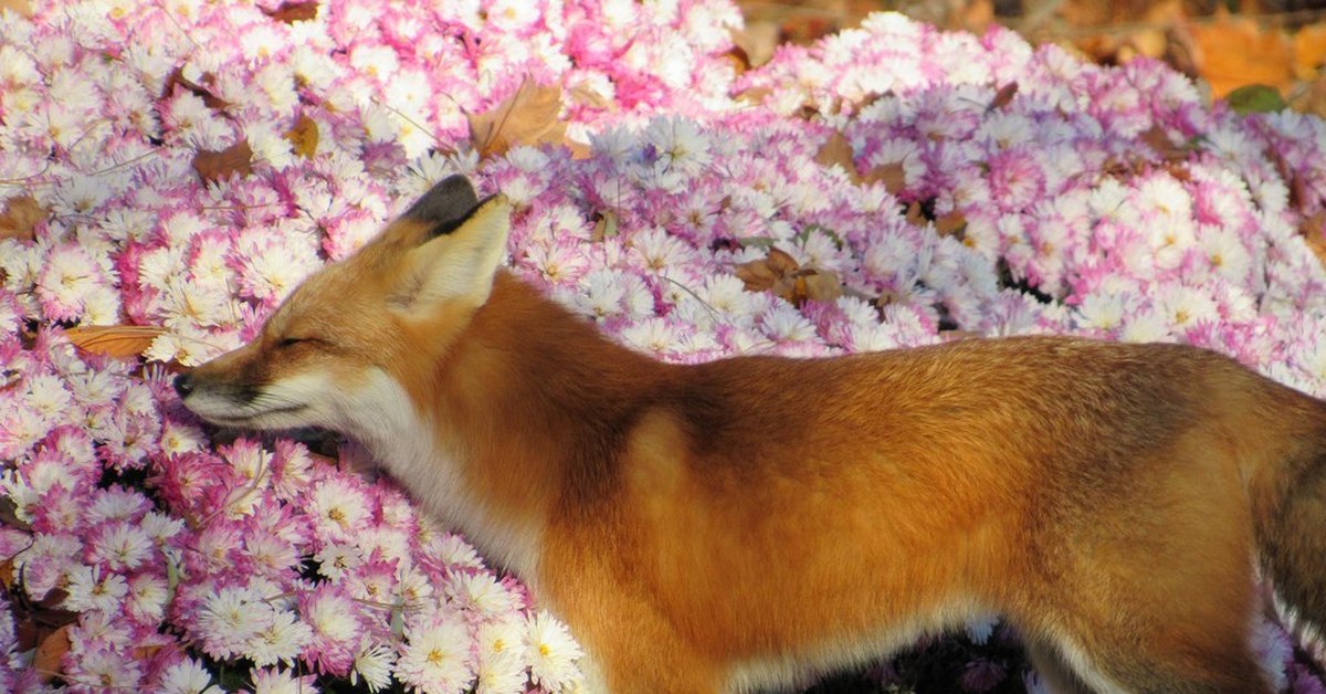 Fox цвет. Лиса и цветы. Весенняя лиса. Рыжая лисица в цветах. Лисичка с цветами.
