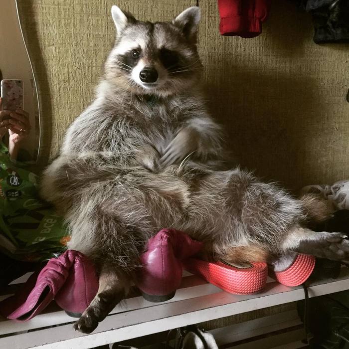 Sir, it's time for a walk! - My, , Raccoon, Pet, Animals, Pets