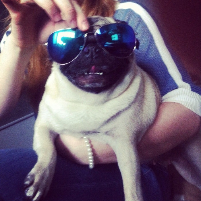 Looking forward to the long weekend - My, Weekend, Spit, Pug, , , Dog, Sunglasses