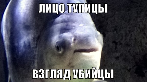 When you take a passport photo - Memes, Humor, A fish, My