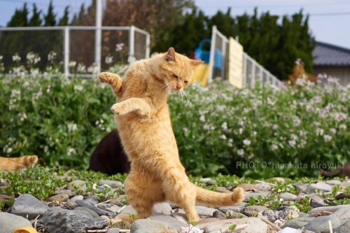 Kotul martial arts - cat, Longpost, 