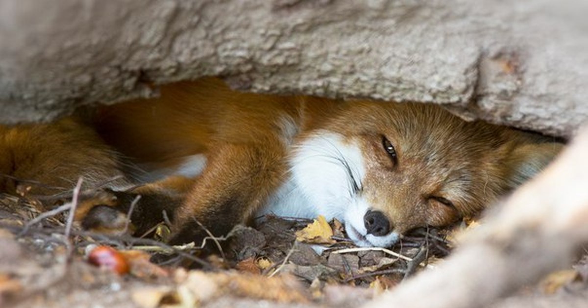 Летняя спячка у животных. Лиса в норе. Норма лисы.