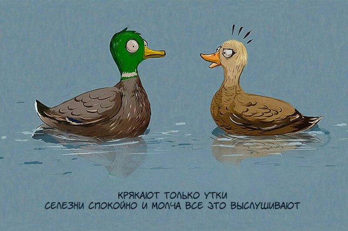 Quack quack - Picture with text, Relationship, Duck, Drake