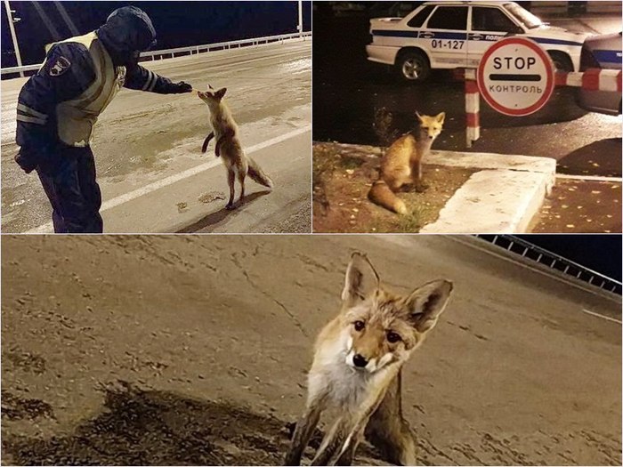 Fox fed in Blagoveshchensk - Fox, Traffic police, Animals, Guest, Blagoveshchensk