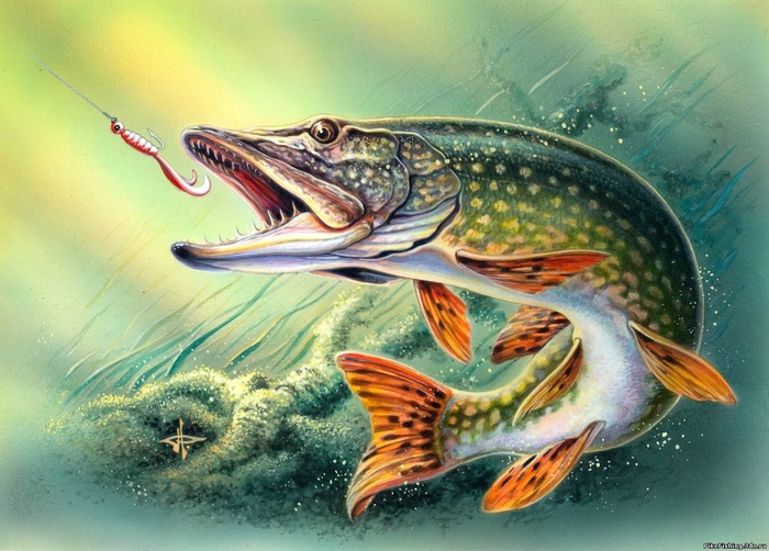 Art pike - Pike, Art, Water, A fish