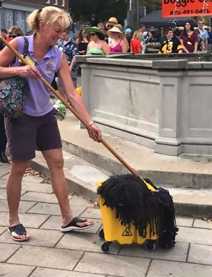 Woman makes her dog a mop costume for Halloween - Dog, Milota, , Halloween, Costume, This made my day, The photo, Humor, Longpost