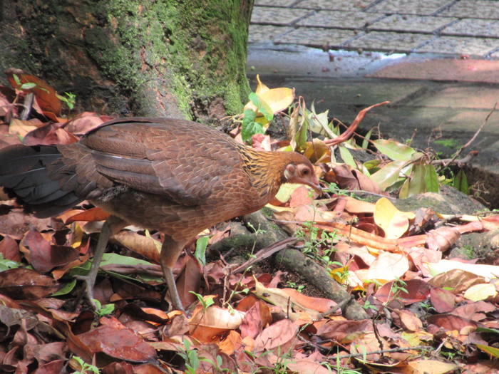 Miracle bird in the park - My, Birds, The park, Singapore, Vacation