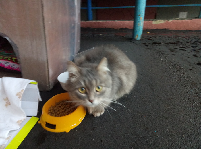 The cat is looking for a home. Moscow, Moscow region. - My, In good hands, Mytischi, Help, Longpost, cat