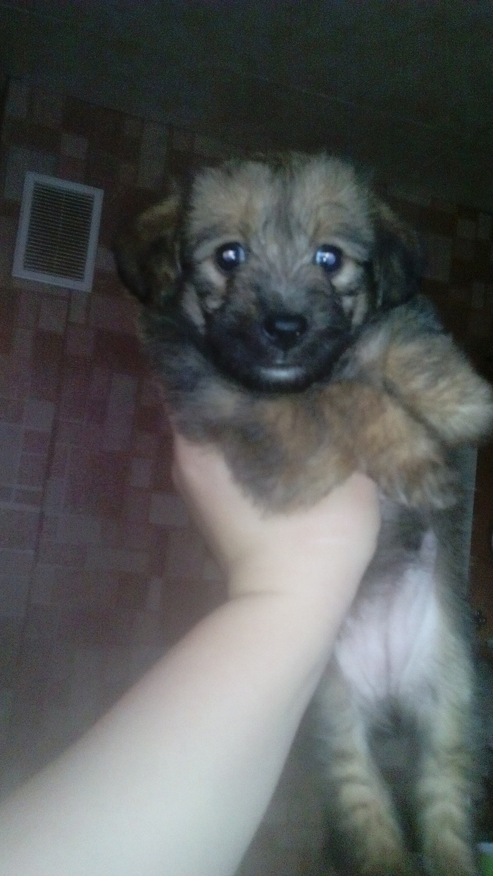 Везёт мне на найденышей....