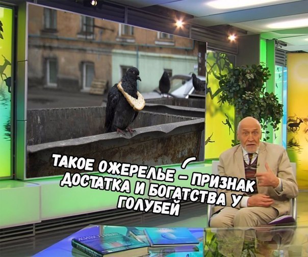 Everything you wanted to know about pigeons. - Pigeon, Classification, View, Nikolay Drozdov