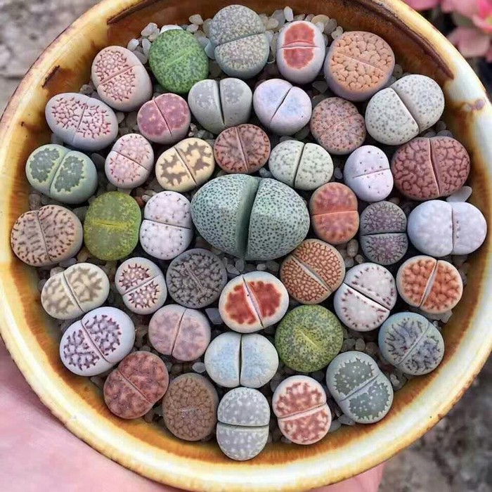 living stones - Wonders of nature, Plants