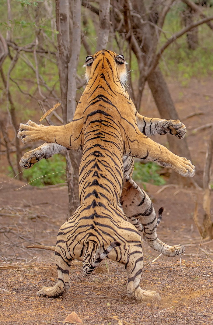 Hello!! - , Power, Meeting, wildlife, Tiger, The photo