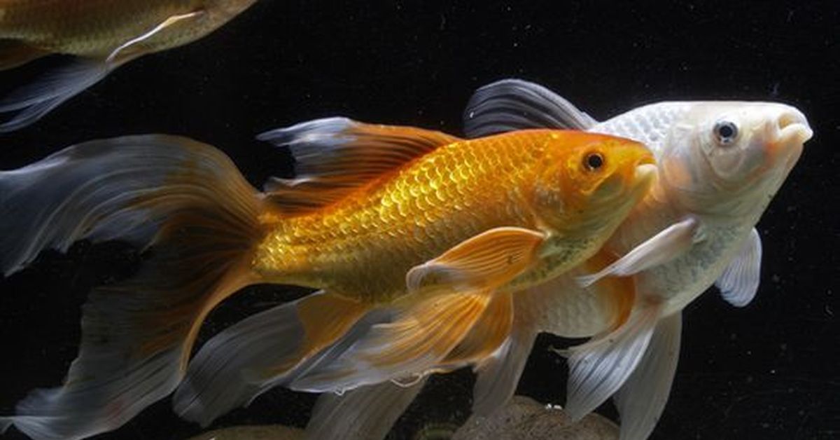 Рыбка золотого цвета. Комета вуалехвост рыбка аквариумная. Золотая рыбка Комета вуалехвост. Золотая рыбка вуалевая Комета. Золотые аквариумные рыбки Комета.