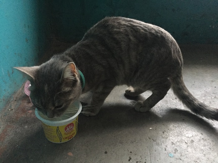 Biysk!!! Found a cat - My, cat, Biysk, Help, Lost, In good hands, Longpost, Helping animals