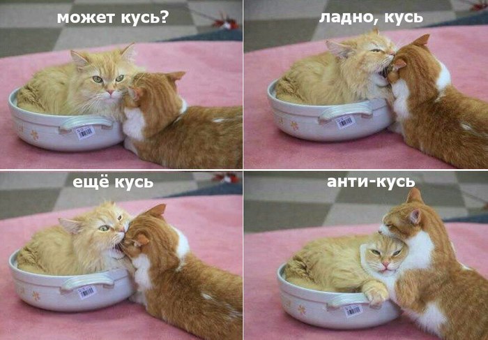 Анти-кусь - Укус, Кот