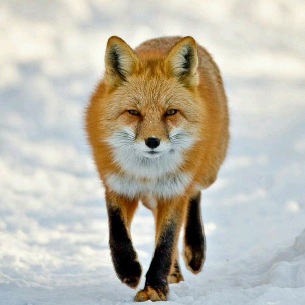 Fluffy foxes :) - Fox, Calmness, Animals, The photo, Longpost