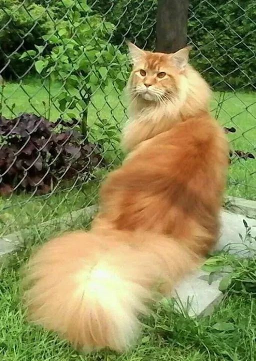 Sweet and tender - , Redcat, Fluffy, cat