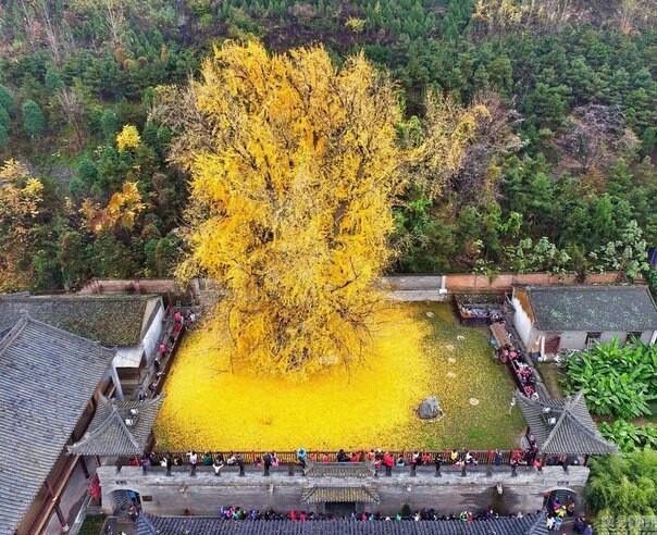 yellow explosion - Autumn, Tree, Ginkgo