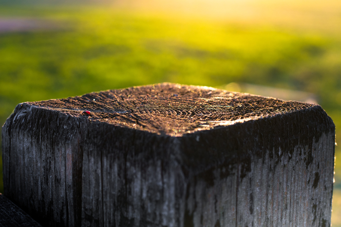 Gone summer - My, The photo, Nikon, Nature, Insects, Terletsky Park, Moscow, Summer